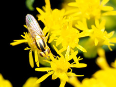 Chlorops sulphureus