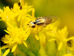 Chlorops sulphureus