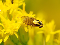 Chlorops sulphureus