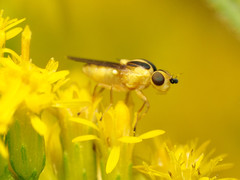 Chlorops sulphureus