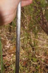 Pterostylis squamata