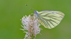 Pieris bryoniae