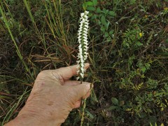Spiranthes niklasii