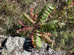Rhus typhina