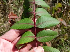 Rhus typhina
