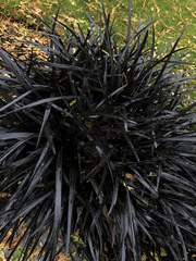 Ophiopogon planiscapus