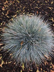 Festuca glauca