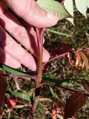 Rhus typhina