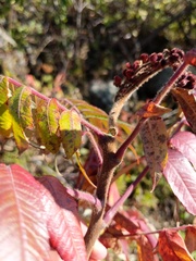 Rhus typhina