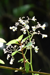 Begonia glabra