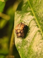 Acanthepeira cherokee