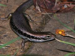 Cool-Temperate Water-Skink photo 3