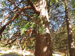 Thuja occidentalis