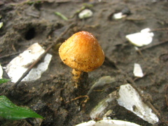 Agaricus trisulphuratus