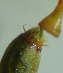 Rhynchostegium serrulatum