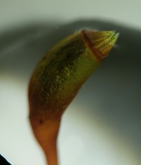 Rhynchostegium serrulatum