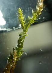 Rhynchostegium serrulatum