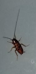 Periplaneta australasiae