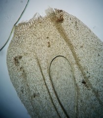 Rhynchostegium serrulatum