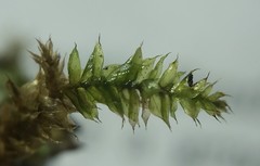 Rhynchostegium serrulatum