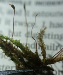 Rhynchostegium serrulatum