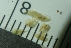 Rhynchostegium serrulatum