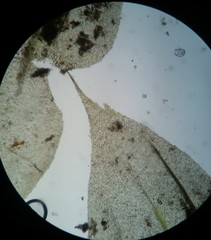 Rhynchostegium serrulatum