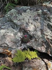 Mammillaria polythele