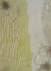 Rhynchostegium serrulatum