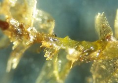 Rhynchostegium serrulatum