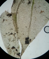 Rhynchostegium serrulatum