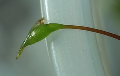 Rhynchostegium serrulatum