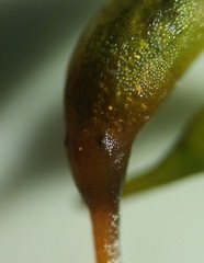 Rhynchostegium serrulatum