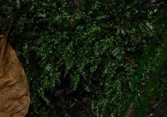 Rhynchostegium serrulatum