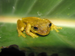 Isthmohyla pseudopuma