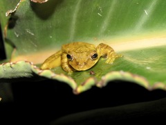 Isthmohyla pseudopuma