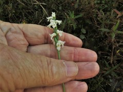 Spiranthes niklasii