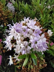 Veronica diosmifolia