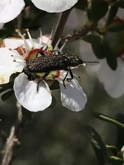 Eleale aspera