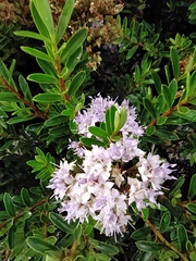 Veronica diosmifolia