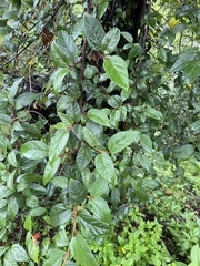 Ficus pumila awkeotsang