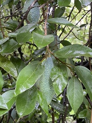 Ficus pumila awkeotsang