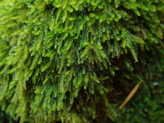 Eurhynchiastrum pulchellum