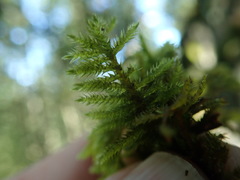 Eurhynchiastrum pulchellum