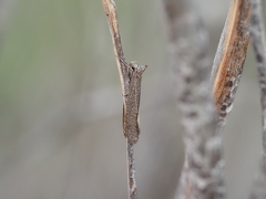 Oenochrodes crossoxantha