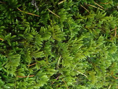 Eurhynchiastrum pulchellum