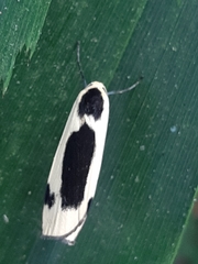 Thysanoptyx incurvata