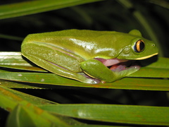 Agalychnis annae