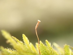 Eurhynchiastrum pulchellum