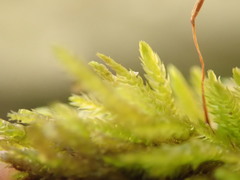 Eurhynchiastrum pulchellum